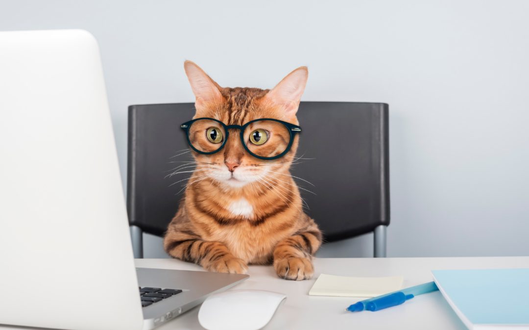 De gatos, liberación y comunicación: la importancia de la profesionalización en la Iglesia